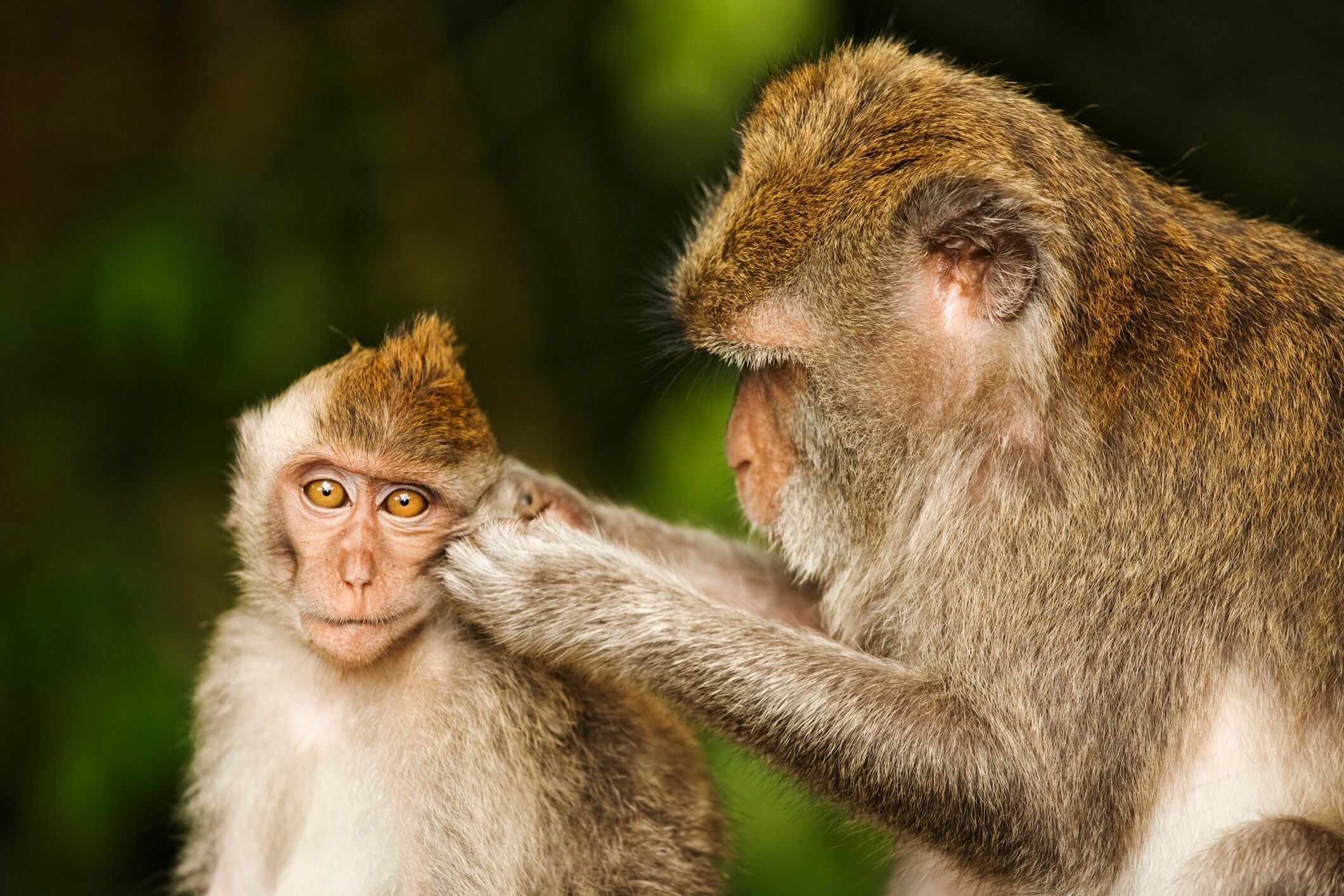 Macacos de cola larga (Foto vía Getty Images)