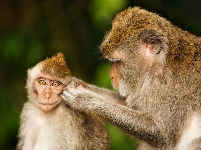 Macacos de cola larga (Foto vía Getty Images)