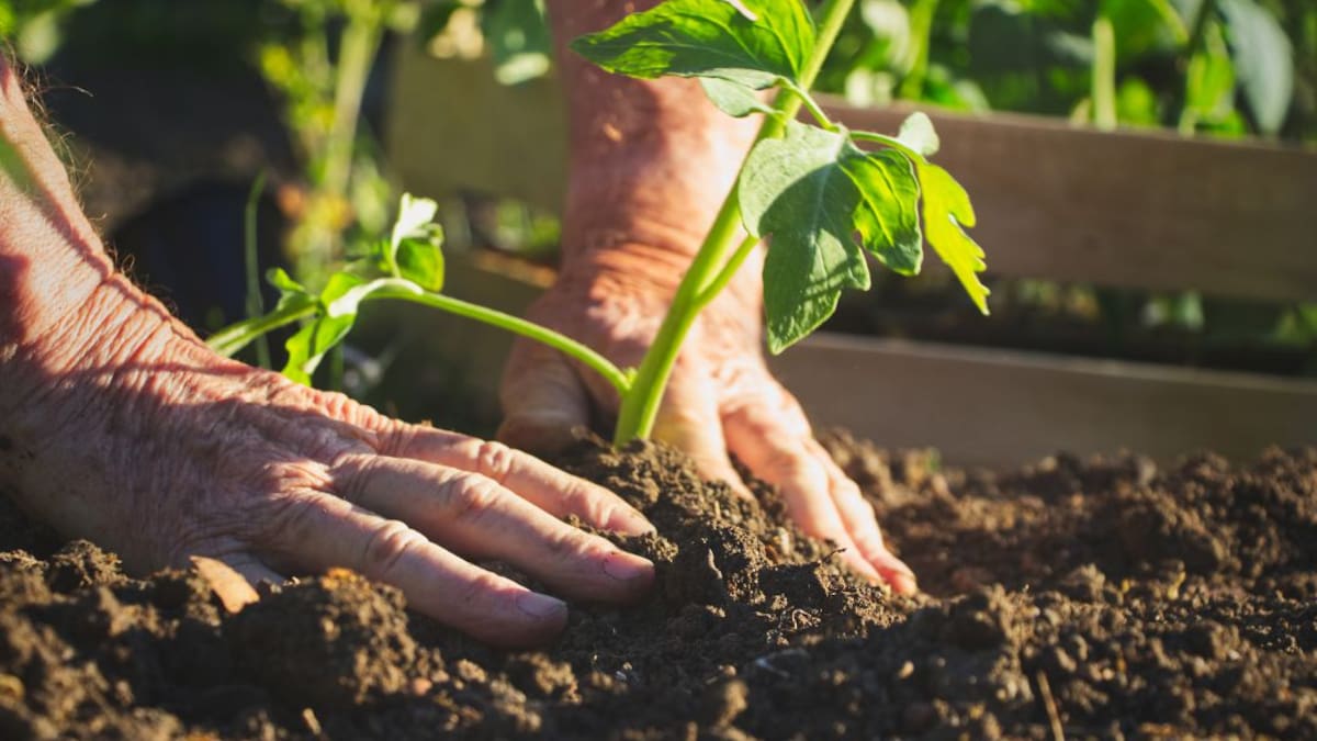 Entregan semillas e insumos a pequeños productores agrícolas