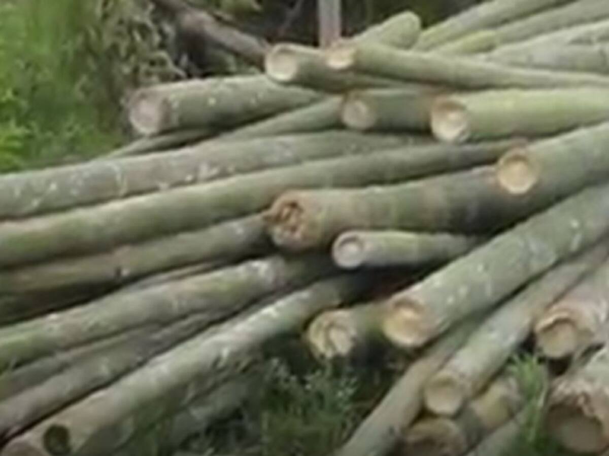 Siete capturados en Circasia por arrasar 3000 metros cuadrados de guadua