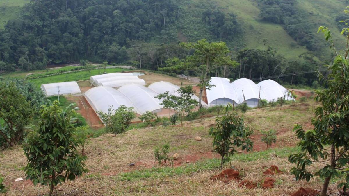 Alcalde de San Vicente del Caguán.