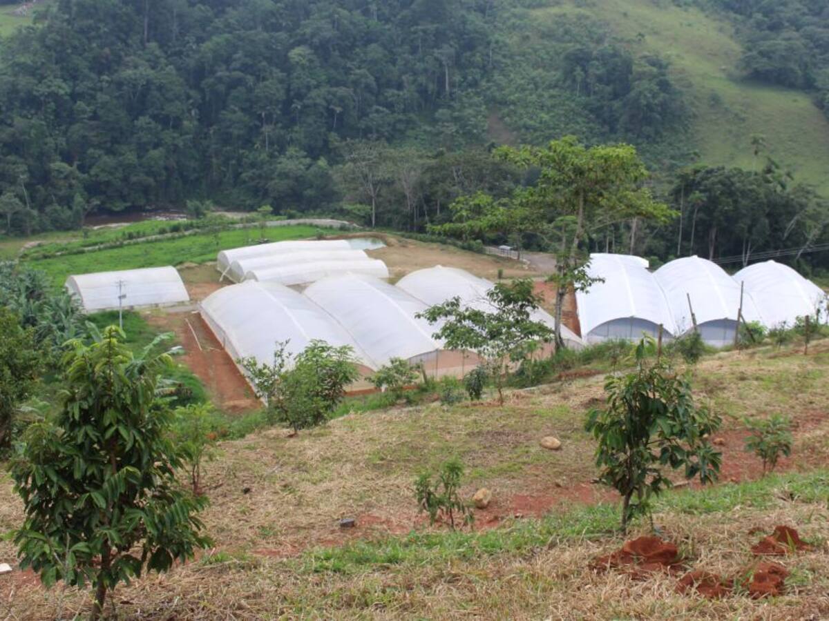 “Disidencias FARC están creciendo en San Vicente del Caguán”
