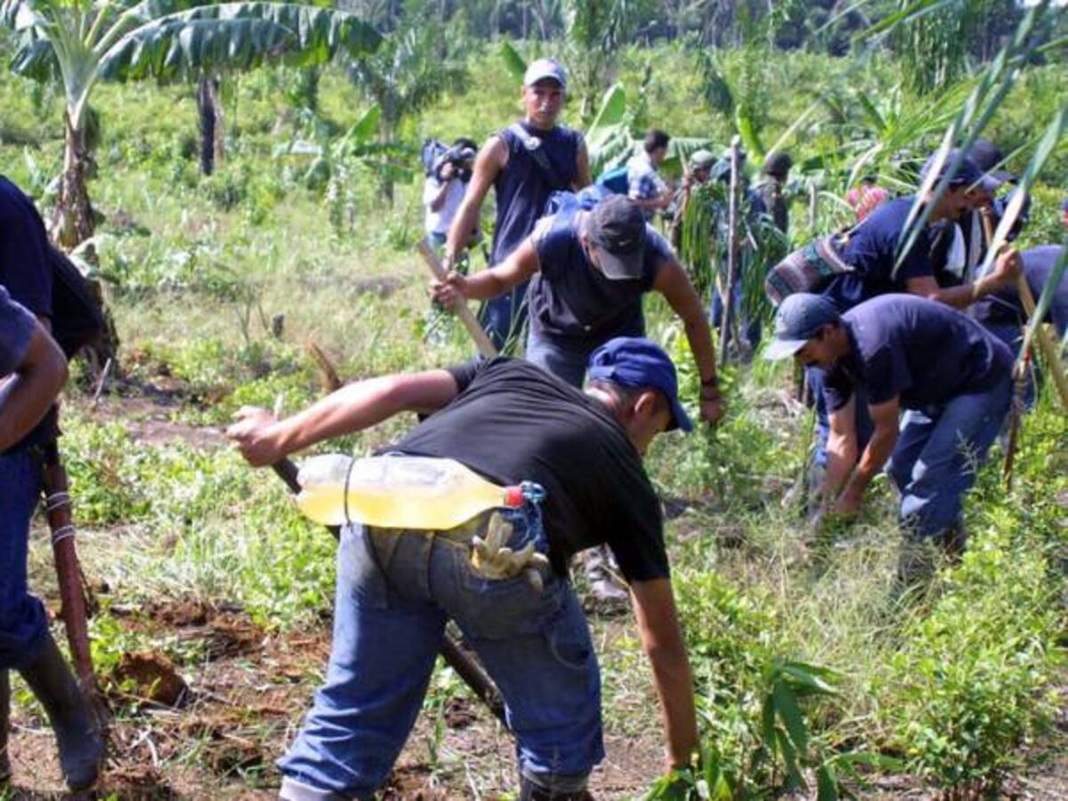 Glufosinato de amonio, ¿el químico que reemplazaría al glifosato para erradicar coca?