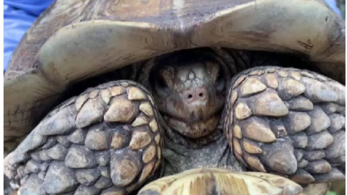 La historia de la tortuga africana rescatada de Girardot
