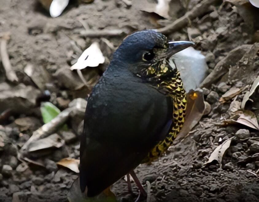 Grallaria, ave parecida a una perdiz con patas largas y que parece no tener cola . Juan Miguel Lara