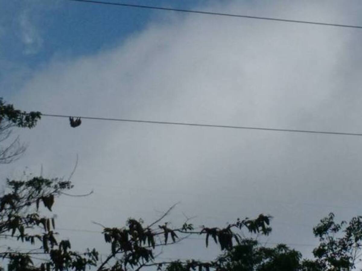 Aún no rescatan al oso atrapado en redes de alta tensión en Lebrija