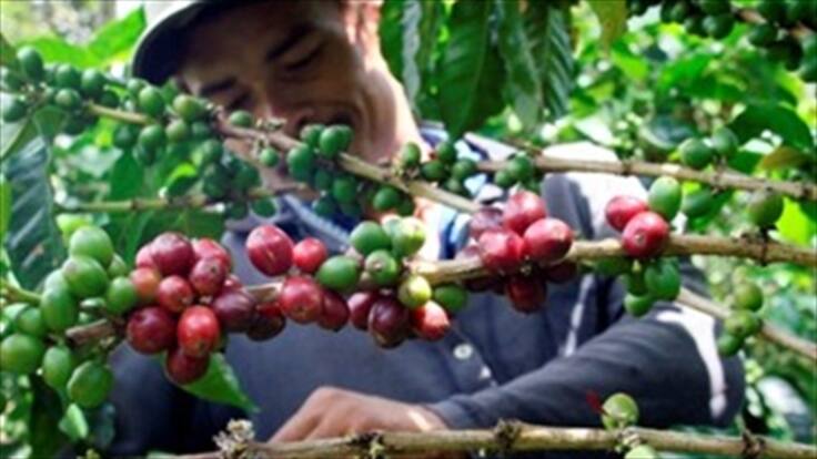 Cafeteros exteriorizan preocupación por cotización del dólar