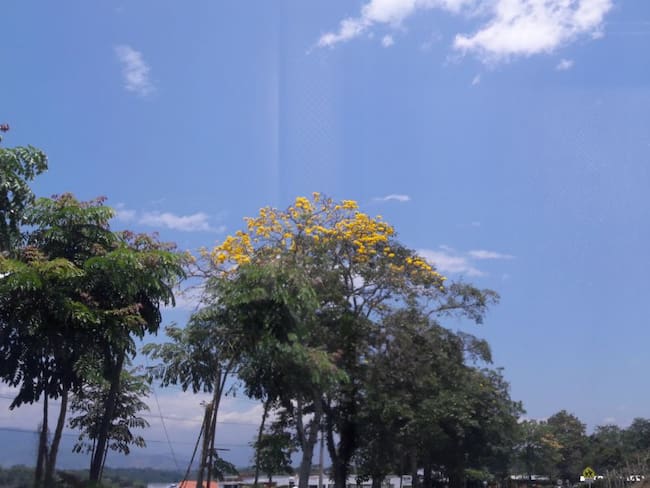 Días de sol, cielo azul y los guayacanes florecidos en el Quindío