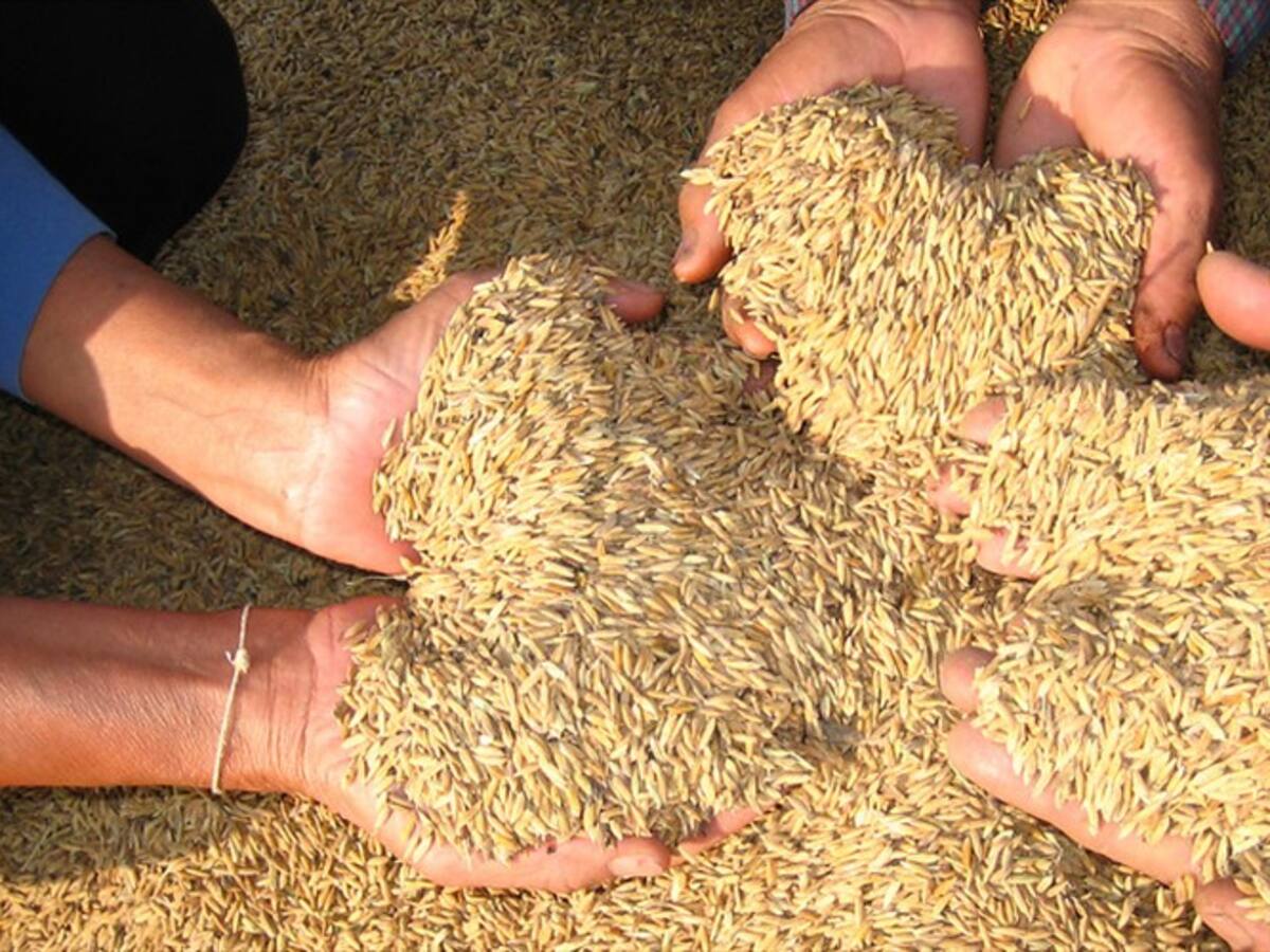 Arroceros del Tolima conformes con acuerdo que puso fin al paro que duró nueve días