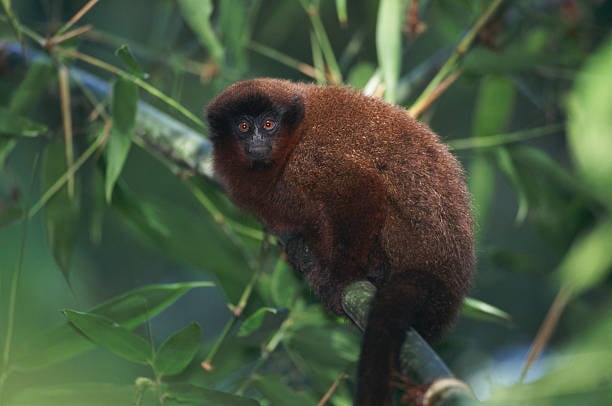 Un estudio publicado en la revista científica Caldasia registró 56 individuos de tití del Caquetá (Plecturocebus caquetensis) distribuidos en 22 grupos durante un muestreo realizado en bosques del piedemonte amazónico. Cada nuevo registro de la especie aporta información clave para orientar su conservación | Foto: GettyImages.