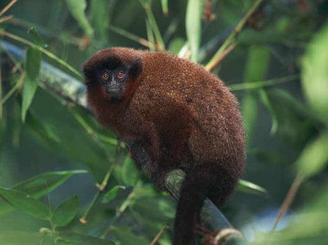 Un estudio publicado en la revista científica Caldasia registró 56 individuos de tití del Caquetá (Plecturocebus caquetensis) distribuidos en 22 grupos durante un muestreo realizado en bosques del piedemonte amazónico. Cada nuevo registro de la especie aporta información clave para orientar su conservación | Foto: GettyImages.