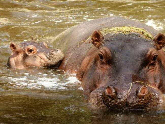 Colombia exportará hipopótamos