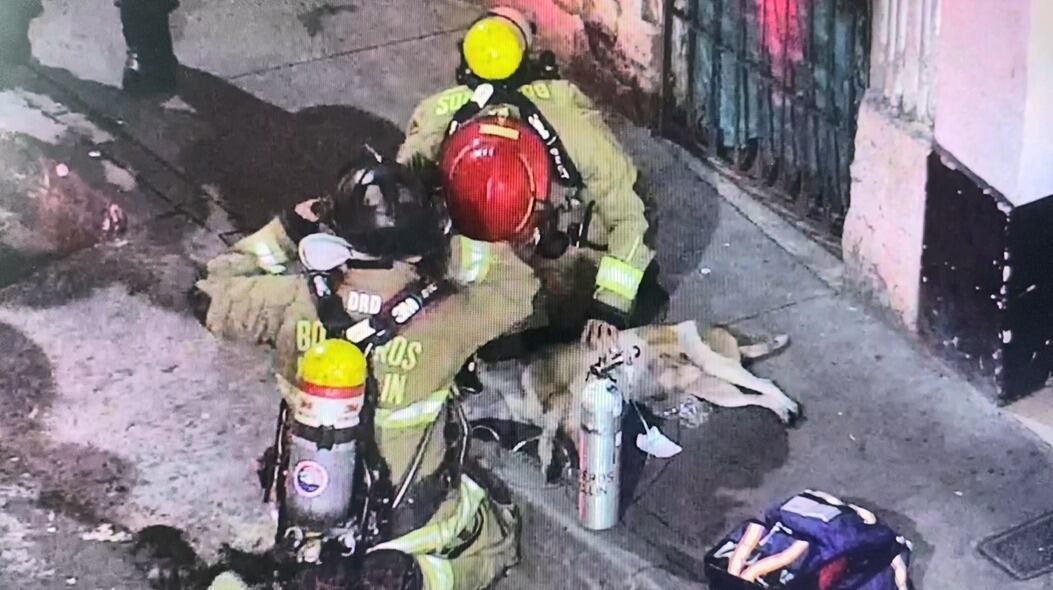 Bomberos rescataron a un perro de un incendio en Medellín. Foto: Alcaldía de Medellín.