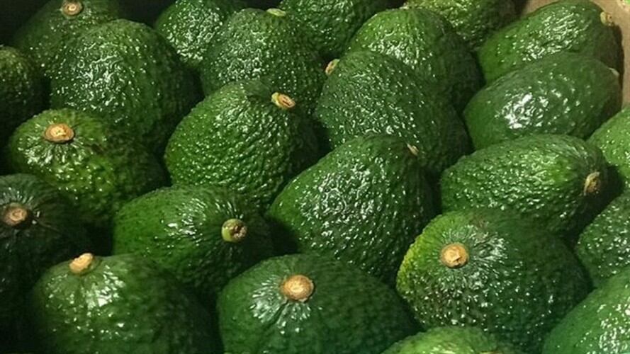 Aguacates Hass. Foto: Colprensa