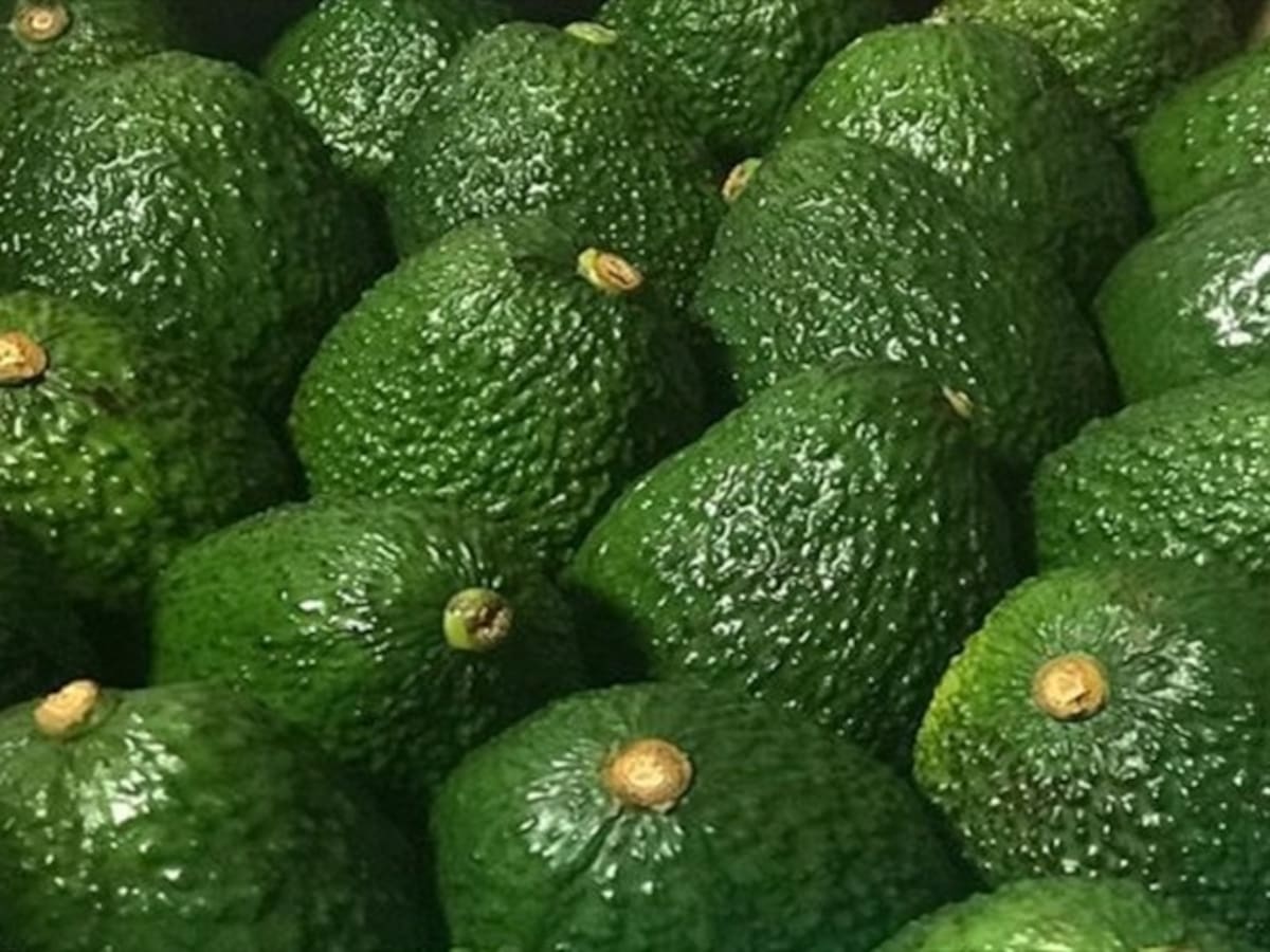 La producción de aguacate Hass en Caldas pasó de 9.900 hectáreas a casi 14.000 entre 2020 y 2024