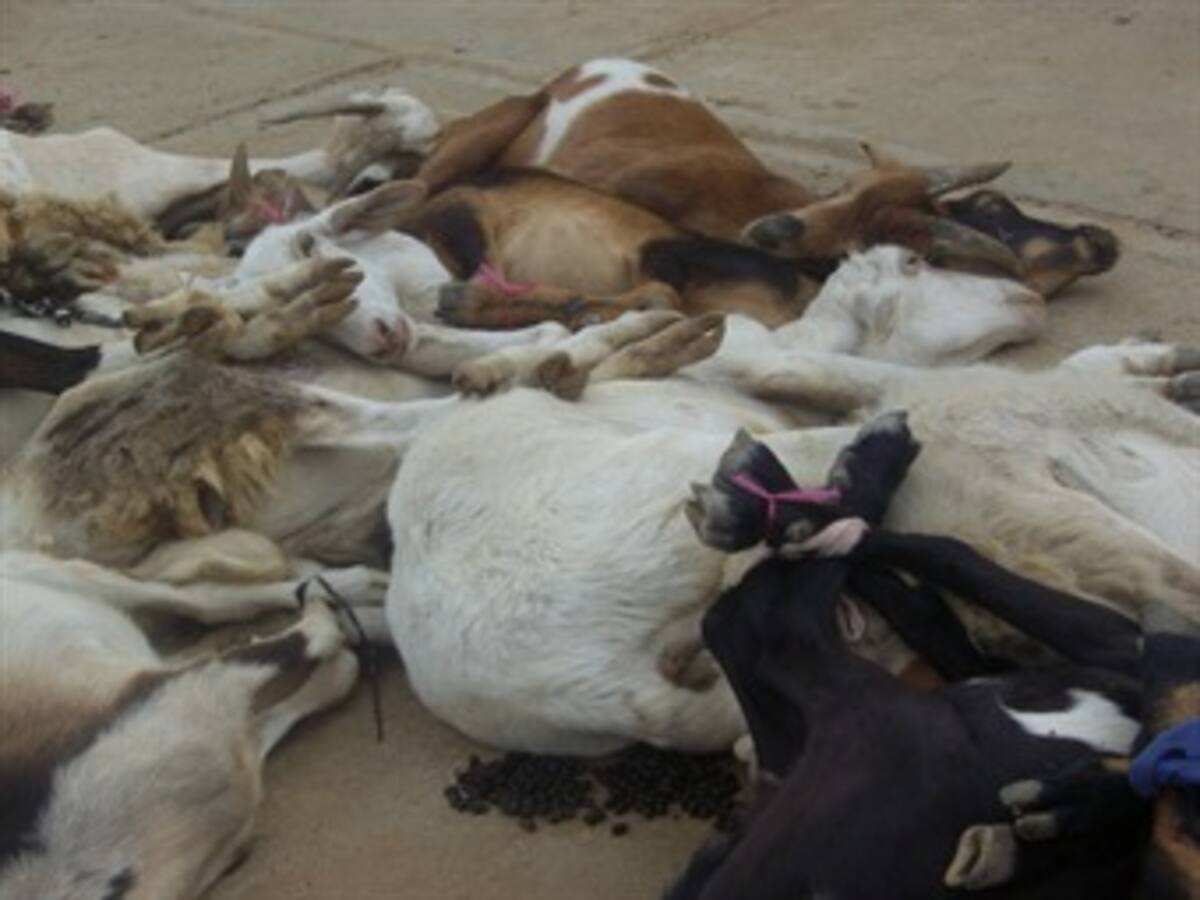 Hasta los animales de la Alta Guajira se están muriendo de hambre y sed
