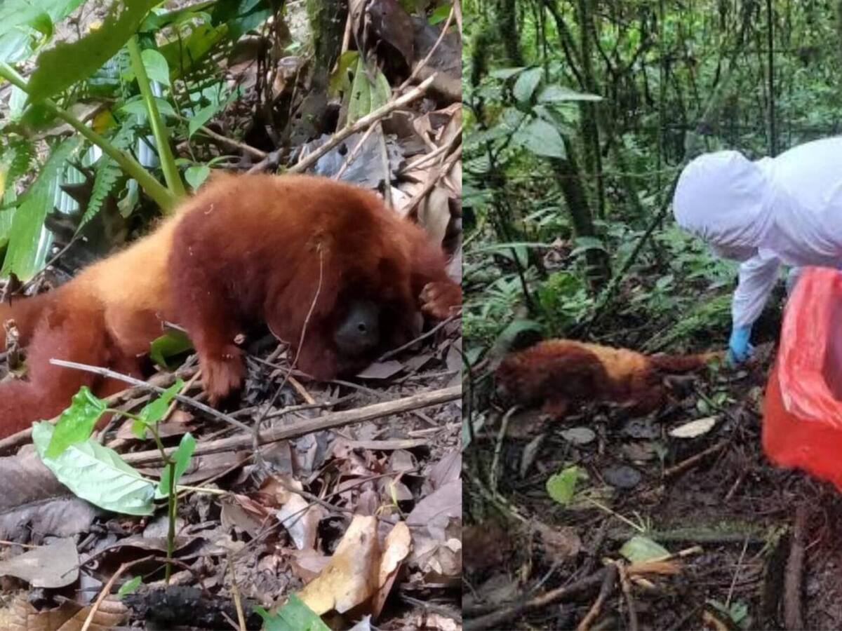 Ministerio de Salud alerta por la muerte masiva de micos a causa de fiebre amarilla en el Tolima