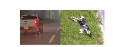 Perro arrastrado- foto Fiscalía