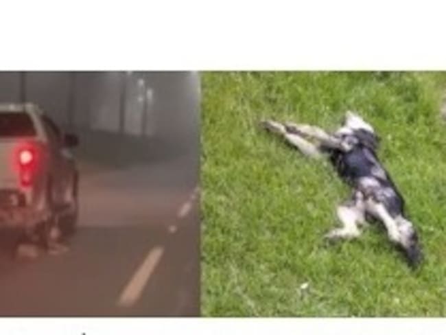 Perro arrastrado- foto Fiscalía