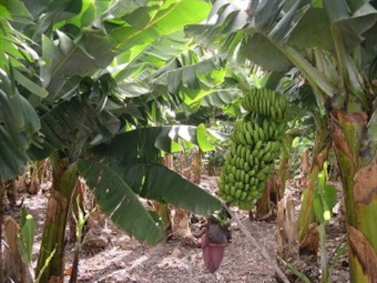Disponen 500 millones para proteger cultivos de plátano y banano afectados por lluvias
