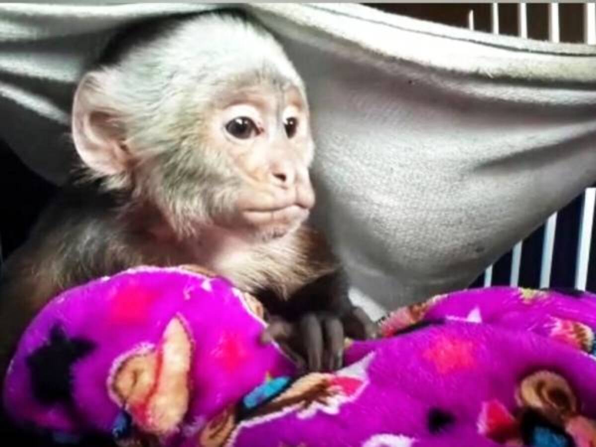Recatan un mono silvestre en Bogotá