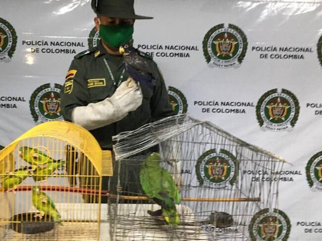 Alerta en el Tolima por el tráfico de animales como boas y loros