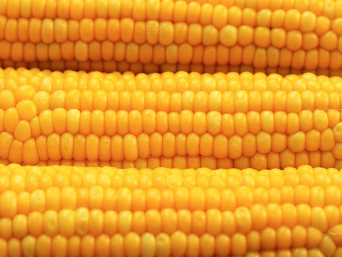 Comienza la cosecha de mazorca