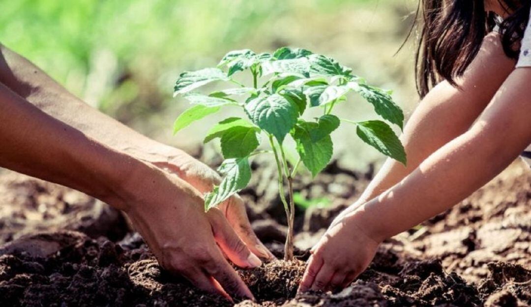 Jornada ambiental en Pamplona cambiará libros por árboles