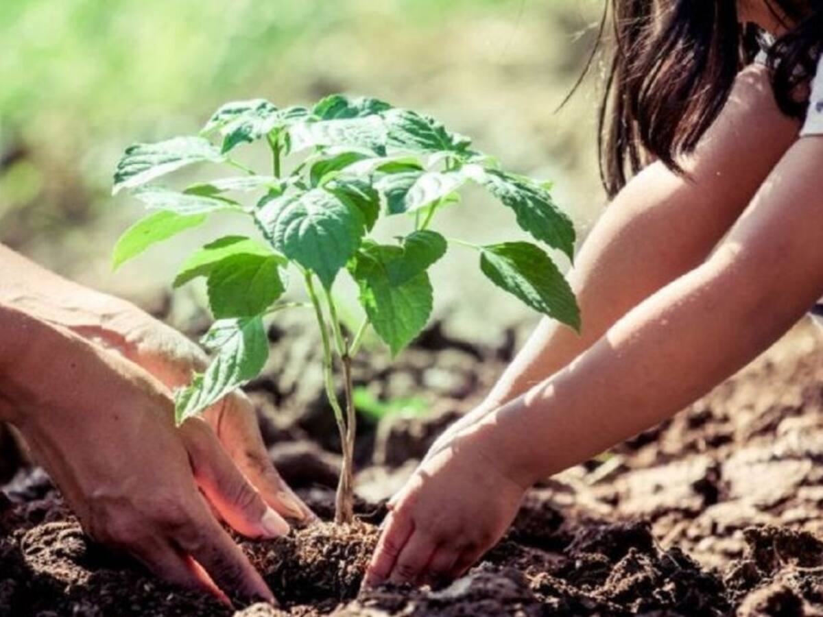 Jornada ambiental en Pamplona cambiará libros por árboles