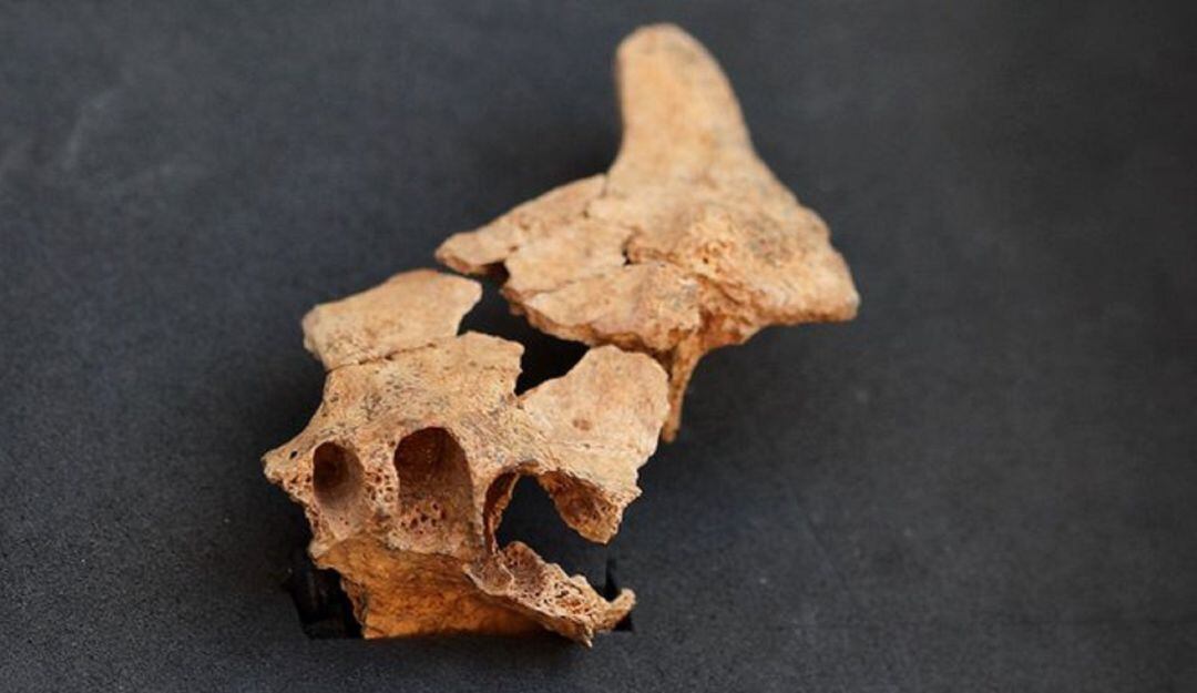 ¡Asombroso! Encuentran fósil con el rostro del humano más antiguo de Europa