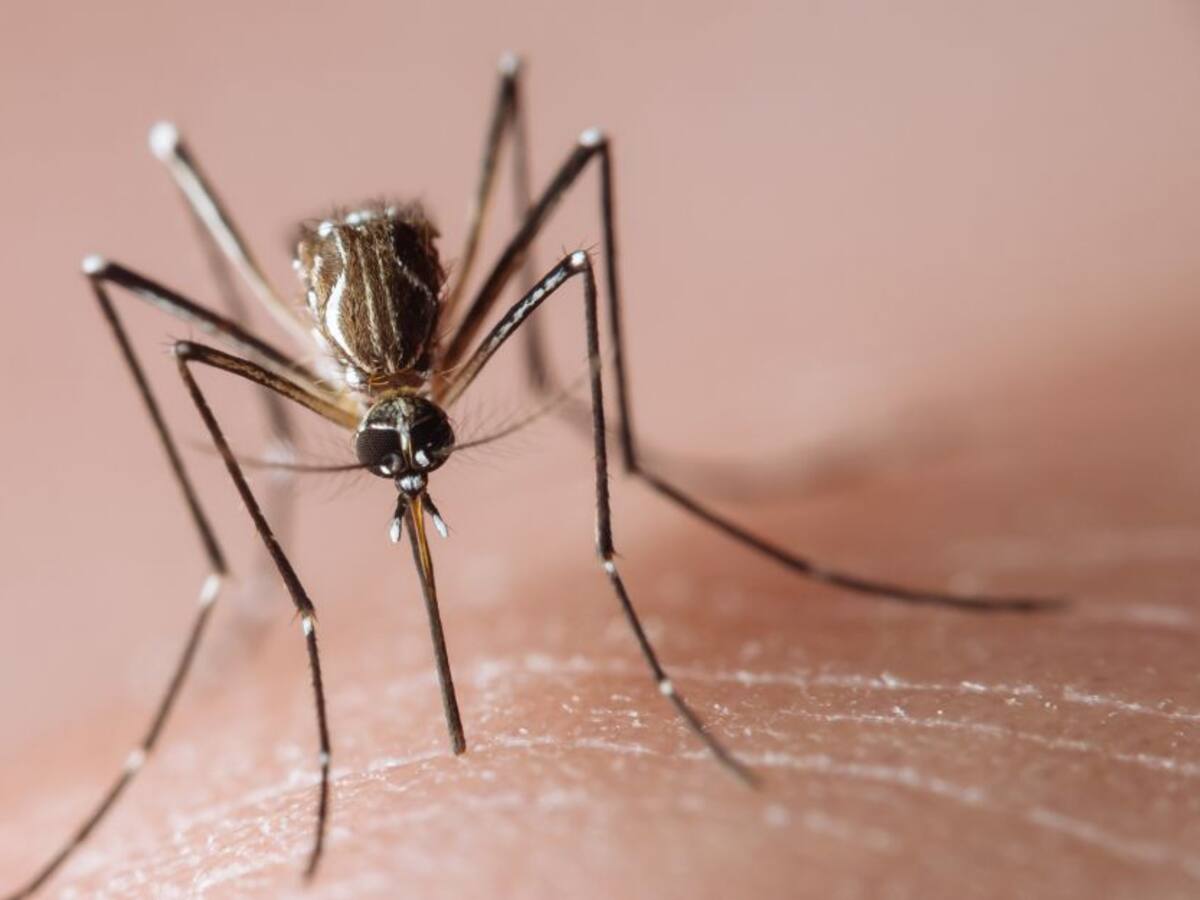 Reportan más de 1.300 casos de dengue en Neiva