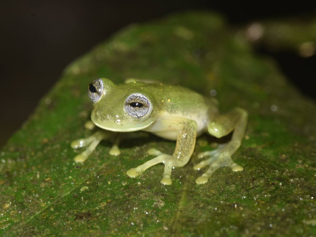 Pijao en el Quindío el pueblo sin prisa cuenta con nueva Rana de Cristal