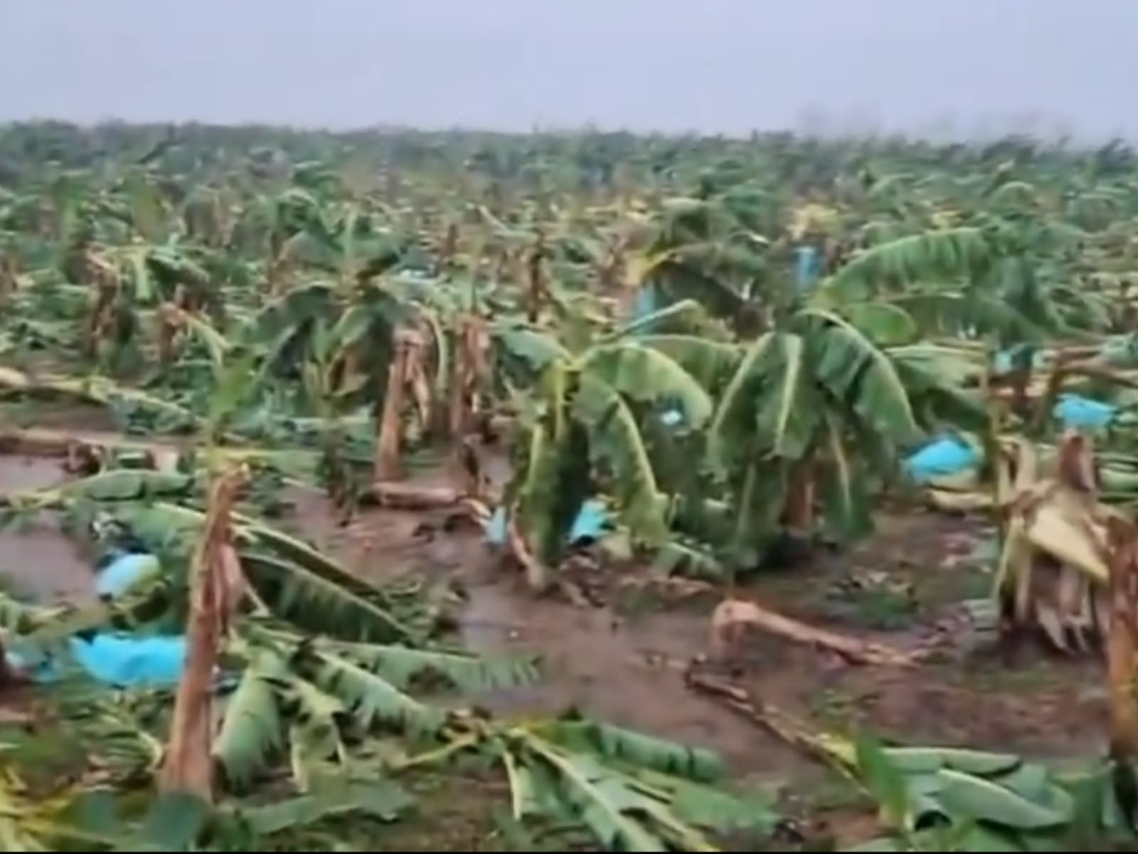 Nuevo vendaval vuelve a afectar cultivos de banano en Zona Bananera. / X Jose Francisco Zuñiga Cotes