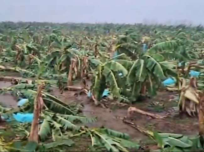 Nuevo vendaval vuelve a afectar cultivos de banano en Zona Bananera. / X Jose Francisco Zuñiga Cotes