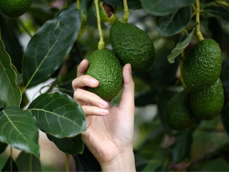 Persona tomando un aguacate con su mano desde el árbol (Foto vía Getty Images)