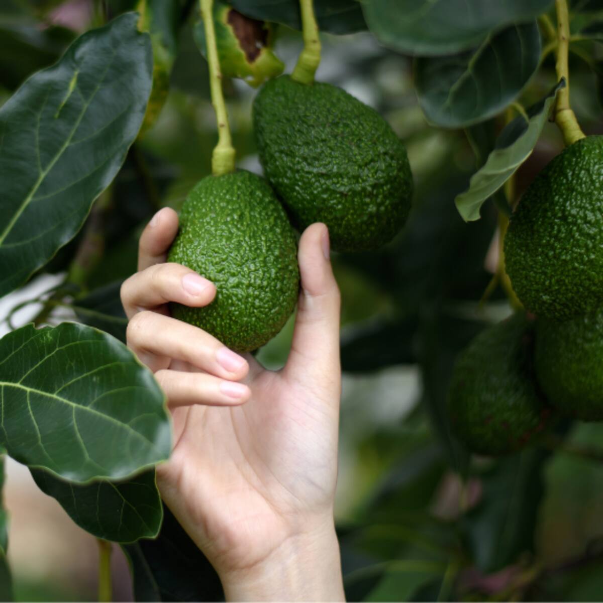 ¿Cuánto tiempo demora en crecer un árbol de aguacate? Esto tarda en dar frutos