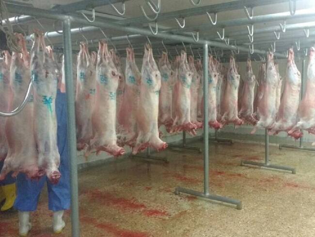 Agroindustria carne ovina - programa desarrollo tecnológico
