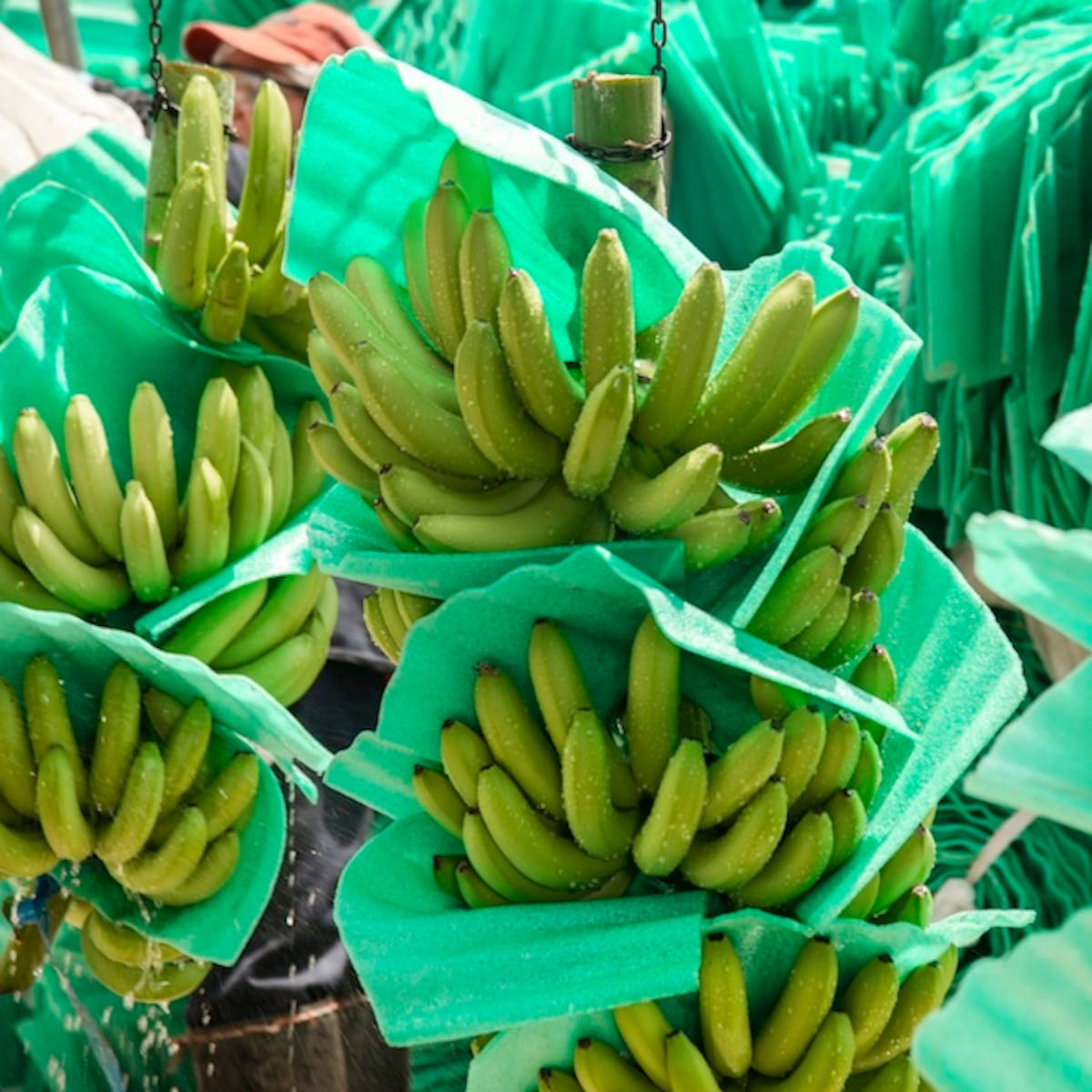 El precio del dólar amenaza la sostenibilidad del sector bananero colombiano: Asbama