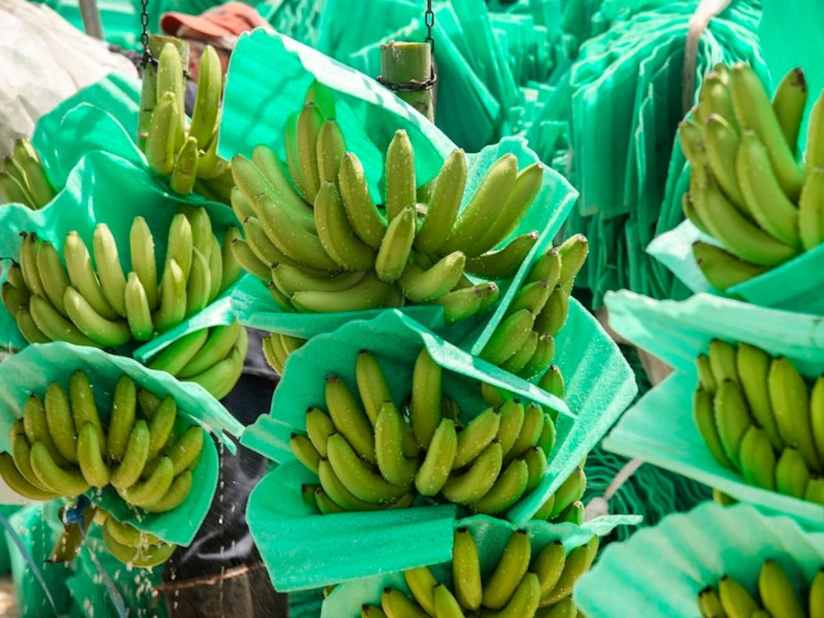 El precio del dólar amenaza la sostenibilidad del sector bananero colombiano: Asbama