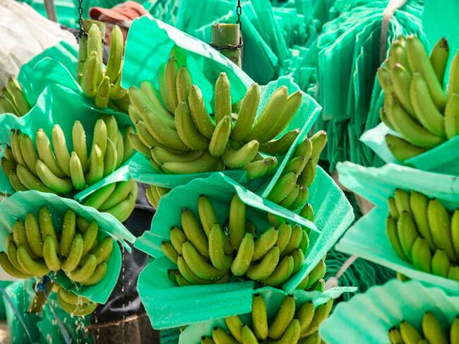 El precio del dólar amenaza la sostenibilidad del sector bananero colombiano: Asbama/ ASBAMA