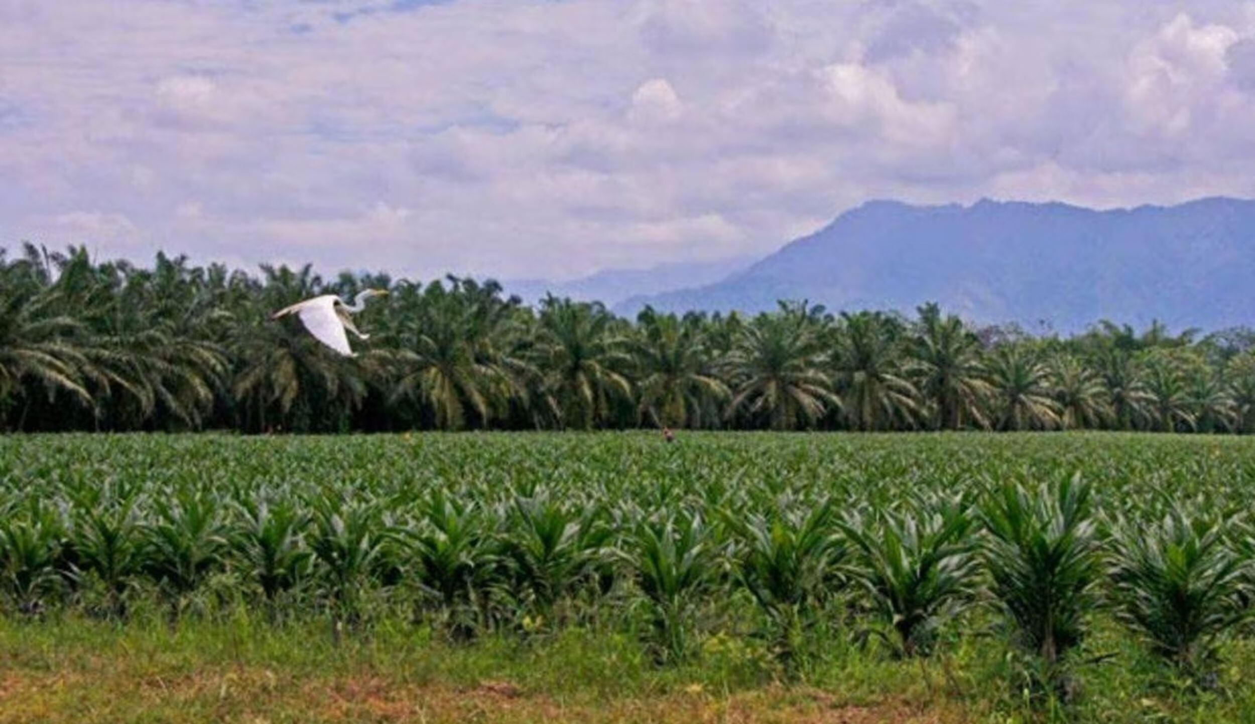 Fedepalma(Foto: cortesía Fedepalma)