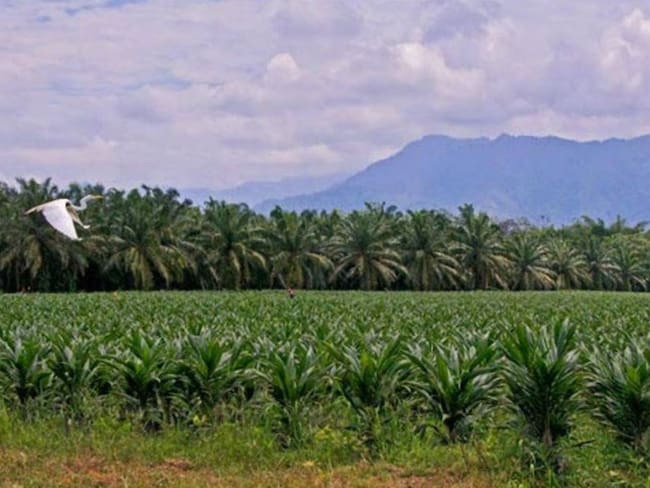 Fedepalma(Foto: cortesía Fedepalma)