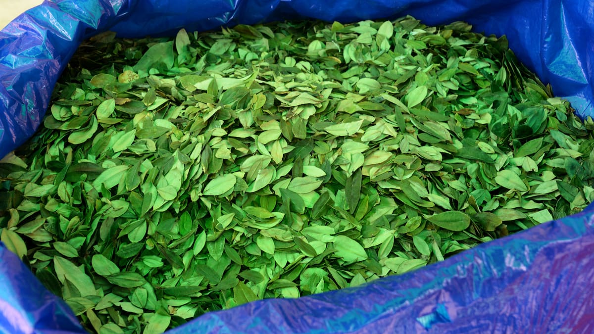 Colombia no nominó a nadie a panel que propuso para revisar situación de cultivos de coca