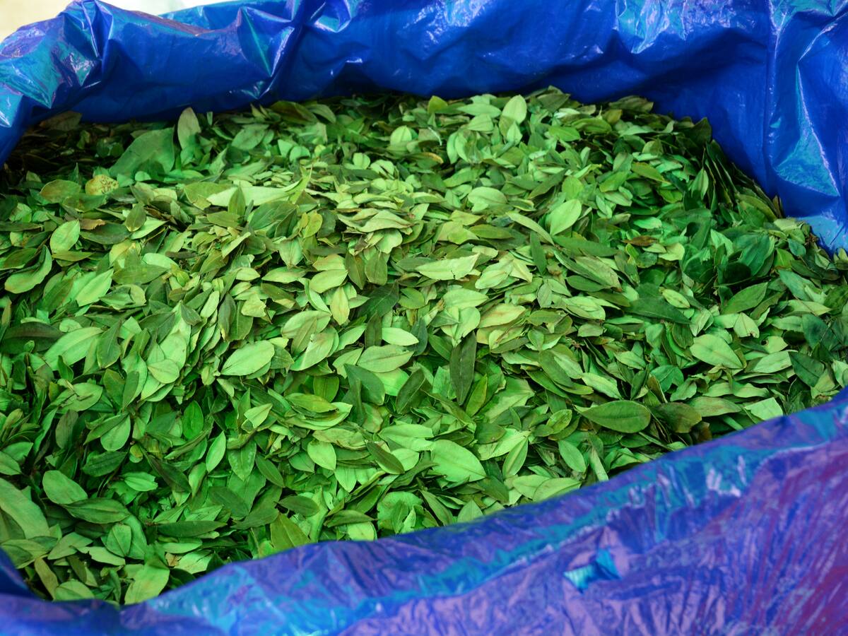 Colombia no nominó a nadie a panel que propuso para revisar situación de cultivos de coca