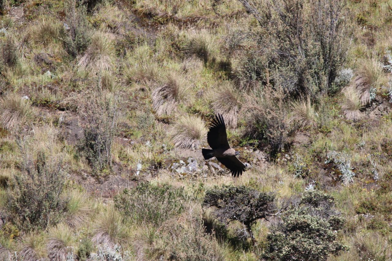 En Norte y Gutiérrez se presenta avistamiento de cóndores. Foto: Corpoboyacá