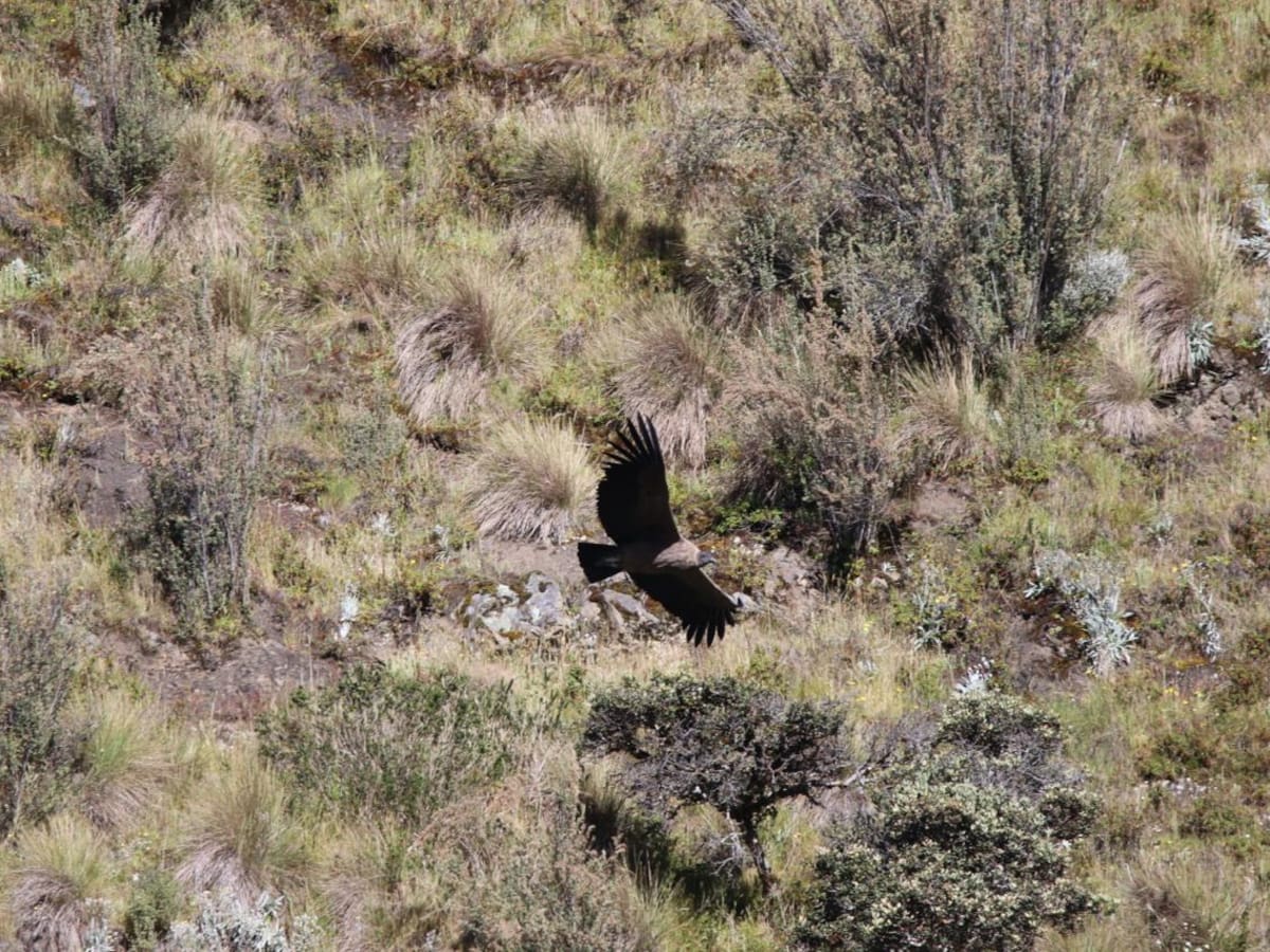 Censo comunitario de Corpoboyacá registra 19 cóndores andinos en Norte y Gutiérrez