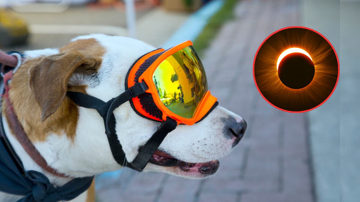Perro Pit Bull con gafas de protección / Eclipse Solar (Getty Images)