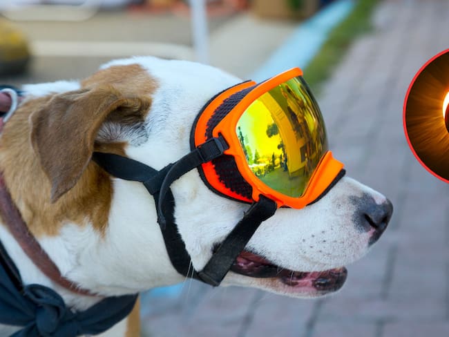 Perro Pit Bull con gafas de protección / Eclipse Solar (Getty Images)