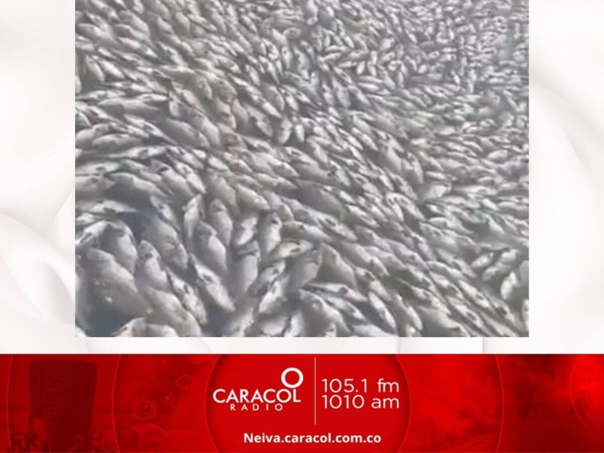Análisis de laboratorio determinará causal de mortandad de peces en Betania