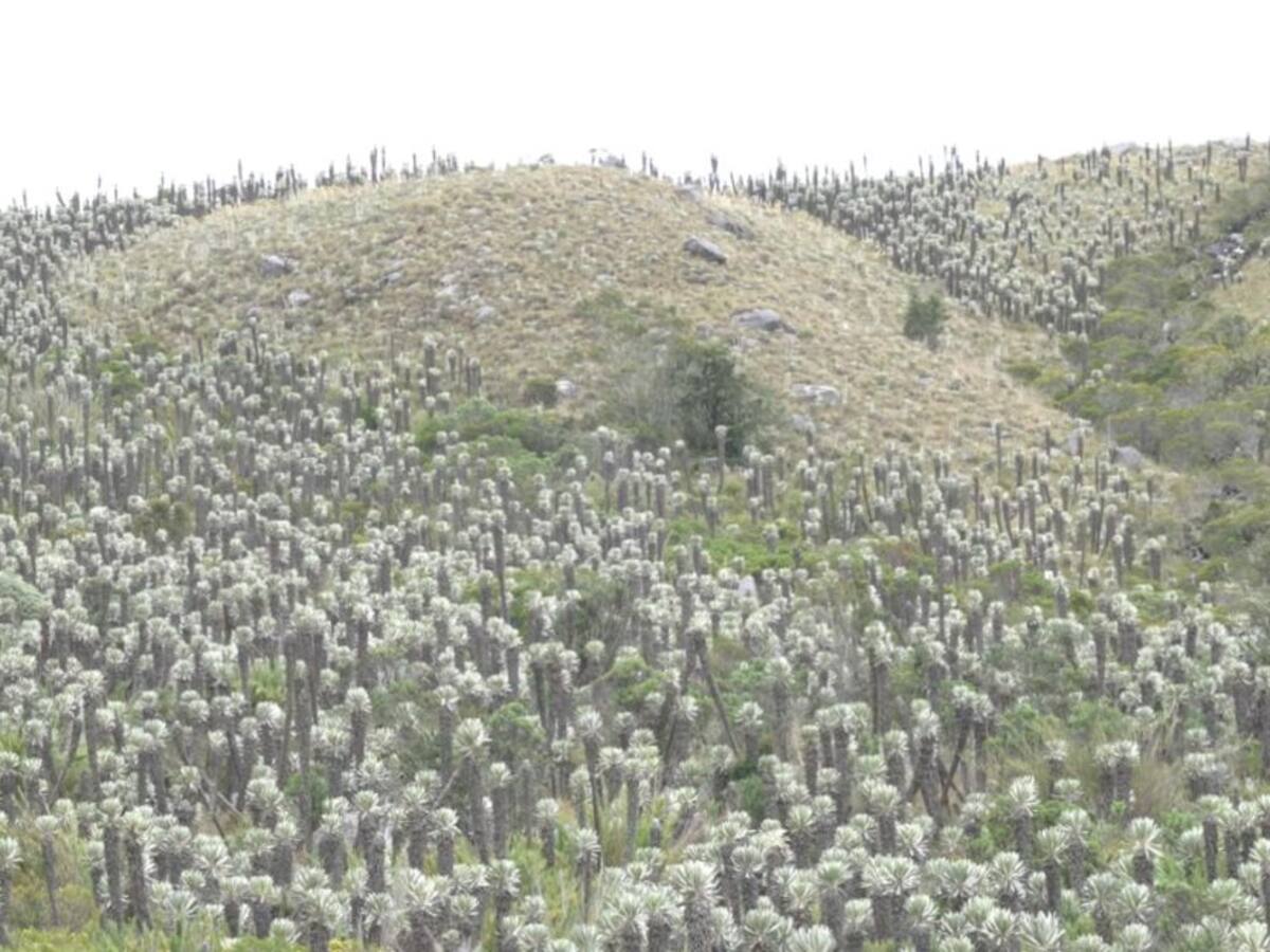 Guantiva-La Rusia: cuna del colorado y los frailejones